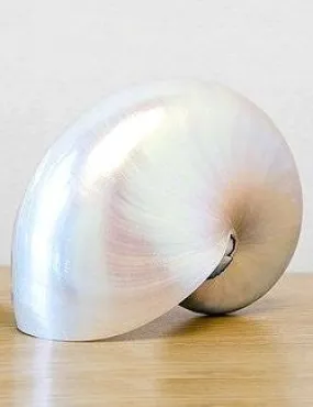 Giant Polished Pearl Nautilus Shell