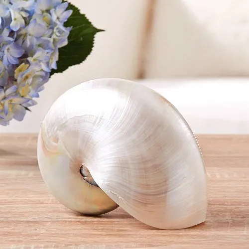 Giant Polished Pearl Nautilus Shell