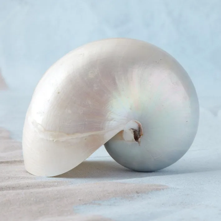 Giant Polished Pearl Nautilus Shell