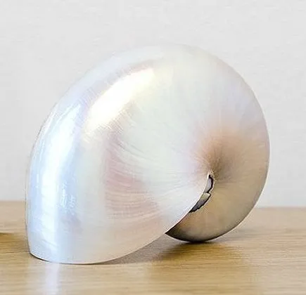 Giant Polished Pearl Nautilus Shell