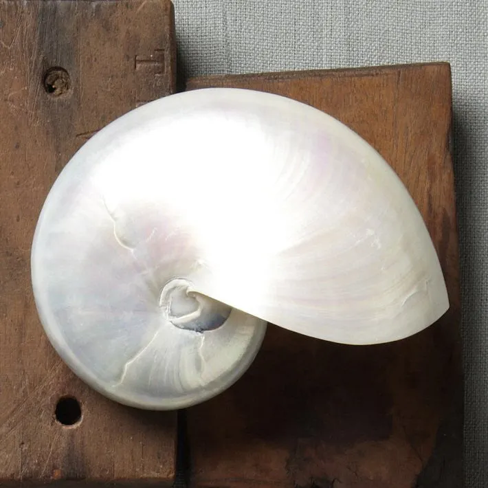 Giant Polished Pearl Nautilus Shell