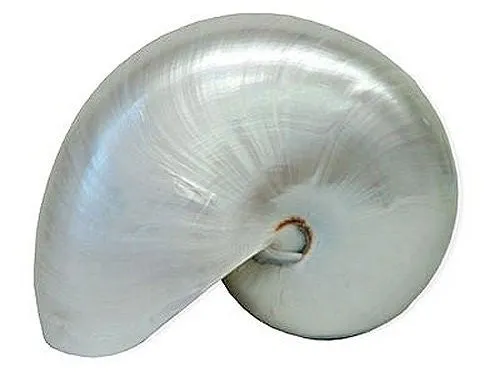 Giant Polished Pearl Nautilus Shell